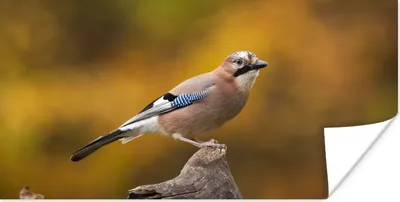 Produktbild von MuchoWow® Poster Vogel - Zweig - Eichelhäher 80x40 cm - Wanddeko
