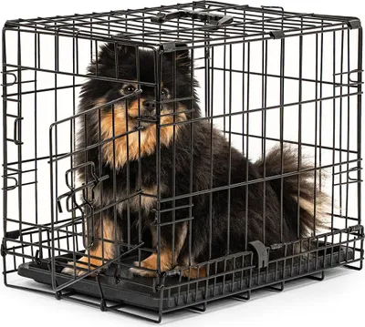 A small black and tan dog sits inside a black wire dog crate.