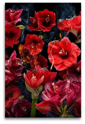 Produktbild von Premium Textil-Leinwand 120x80cm hoch Fuego amaryllo | Wandbild, HD-Bild auf Keilrahmen, Fertigbild auf hochwertigem Vlies, Leinwanddruck von Olaf Bruhn