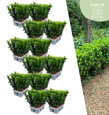 Image de Plants by Frank | 72 Plantes de fusain vert | Euonymus japonicus 'Green Spire' | Couvre-sol rustique | Vivaces rustiques | Plantes de jardin