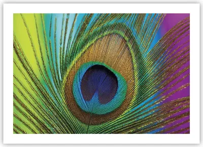 Produktbild von Poster - Poster ohne Rahmen - Pfauen Federn Regenbogen - 70x50 cm - Wand Bild - Wanddeko - Wandbilder - Kunstposter - Wandposter - Bilder - Kunstdruck - Wanddekoration - Wandbild - P2XAA70x50-4385