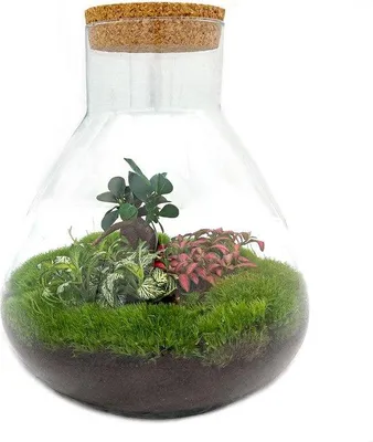 Zdjęcie produktu dla Terrarium do bonsai Sam XL, zielone, 35 cm
