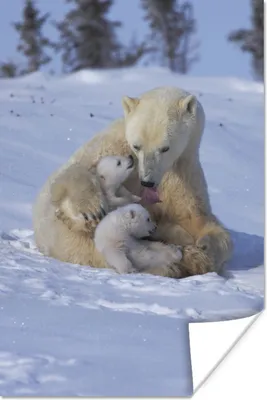 Produktbild von MuchoWow® Poster Eisbär - Jungtier - Schnee 120x180 cm - Kunstposter