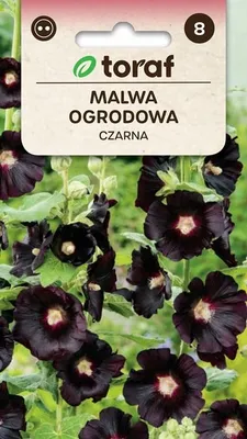 Zdjęcie produktu dla Malwa ogrodowa czarna Nasiona kwiatów - 572 Toraf