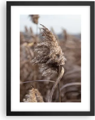 Produktbild von Gerahmtes Poster - Schwarzer Rahmen - Boho Ähren Gras - 30x40 cm - Wand Bild - Wanddeko - Wandbilder - Kunstposter - Wandposter - Bilderrahmen - Bilder - Kunstdruck - Wanddekoration - P2BPA30x40-4763