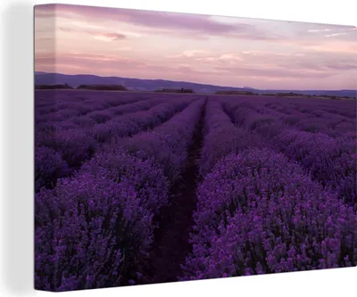 Obrázek produktu pro OneMillionCanvasses® Malba na plátně Nástěnná malba na plátně - Levandule - Fialová - Květiny - Příroda - 150x100cm