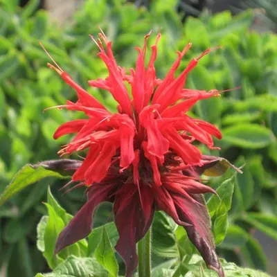 Produktbild von 6 x Indianernessel  - Monarda 'Cambridge Scarlet'  | Topf 9cm x 9cm