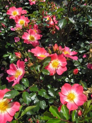 Produktbild von Rosa Bienenweide Bicolor ® - Beetrose Bienenweide Bicolor ® - Tantau Rose