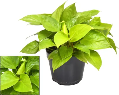 Zdjęcie produktu dla Homalomena Lemon Lime - roslina doniczkowa, srednica 15cm, wysokosc 30cm