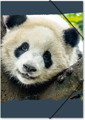 Produktbild von itenga Gummizugmappe Zeichenmappe A3 Motiv Panda