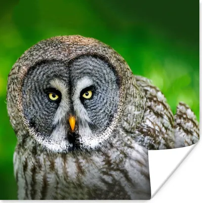 Produktbild von MuchoWow® Poster Vogel - Eule - Tiere - Braun - Porträt 75x75 cm - Wand Dekoration