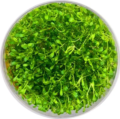 Zdjęcie produktu dla Eco Plant - Glossostigma Elatinoides - Roślina InVitro mały kubek Eco Plant