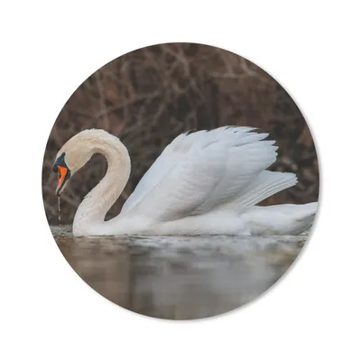 Produktbild von MuchoWow® Mauspad Mousepad Schwan - Wasser - Tiere - Vogel 20x20 cm - Mousepads - Maus Mat - Pad - Mausunterlage - Schreibtischmatte