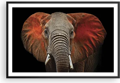 Produktbild von Gerahmtes Poster - Schwarzer Rahmen - Elefant Rot Ohren - 91,5x61 cm - Wand Bild - Wanddeko - Wandbilder - Kunstposter - Wandposter - Bilderrahmen - Bilder - Kunstdruck - Wandbild - P2BAA91x61-4237
