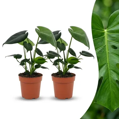 Produktbild von Monstera Deliciosa – Lochblume – 2 Pflanzen - 30cm - Ø12cm