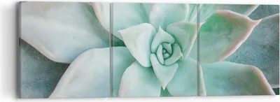 Produktbild von Bild auf Leinwand - Leinwandbild - 3 Teile - Blau Blätter Agave - 90x30cm - Wand Bild - Wanddeko - Wandbilder - Leinwanddruck - Bilder - Wanddekoration - Leinwand bilder - Wandbild - CA90x30-4628