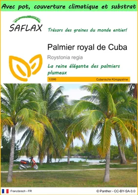 Image de SAFLAX Garden to go - Palmier royal de Cuba - 8 graines - Roystonia