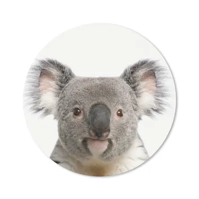 Produktbild von MuchoWow® Mauspad Mousepad Tiere - Koala - Weiß 20x20 cm - Mousepads - Maus Mat - Pad - Mausunterlage - Schreibtischmatte