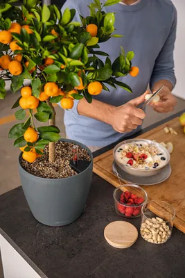 Zdjęcie produktu dla LECHUZA CLASSICO Color Eco 28, Sadzarka w doniczce, Wolnostojący, Tworzywo sztuczne pochodzące z recyklingu, Szary, Okrągły, Wewnętrzna