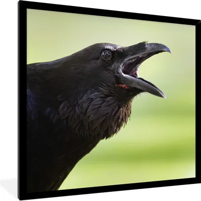 Produktbild von MuchoWow® Gerahmtes Poster Krähe - Schwarz - Vogel 40x40 cm - Poster mit Schwarzem Bilderrahmen Wandposter Rahmen Foto Bilder - Mit Rahmen - Wanddekoration Schlafzimmer