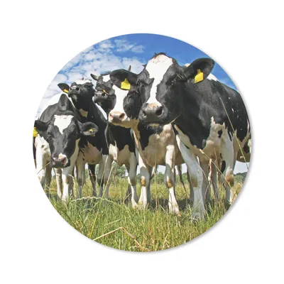 Produktbild von MuchoWow® Mauspad Mousepad Kühe - Gras - Wiese - Tiere 20x20 cm - Mousepads - Maus Mat - Pad - Mausunterlage - Schreibtischmatte