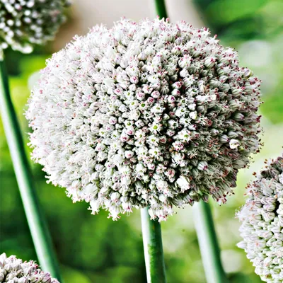 Zdjęcie produktu dla Allium Czosnek Ozdobny White Cloud 5 szt. Cebulki Kwiatowe Czosnki Ozdobne