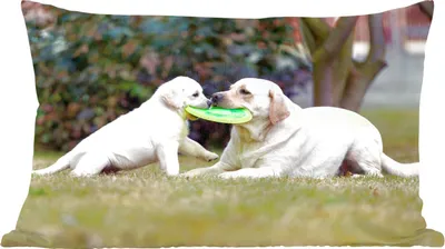 Produktbild von MuchoWow® Zierkissen Sofakissen Wohnzimmer Dekokissen 50x30 cm Hund mit seinem Welpen und einem Frisbee - Wohnzimmerdekoration - Polster mit Photo