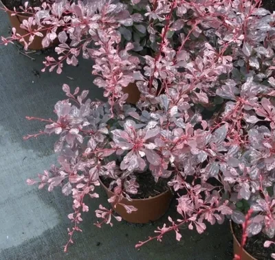 Produktbild von Buntlaubige Berberitze Pink Queen - Berberis thunbergii 20-30cm