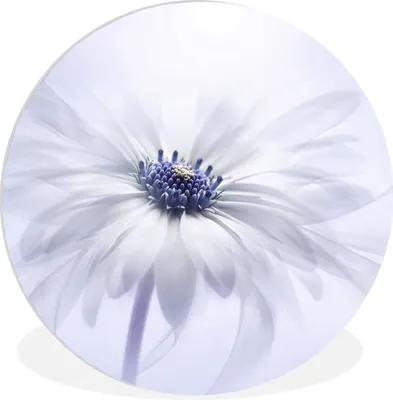 Produktbild von MuchoWow® Rundes Wandbild - Runde Bilder Blume - Abstrakt - Weiß Ø 30 cm Kreis Wanddekoration Kunststoff - Wandkreis - Wandschmuck - Schlafzimmer - Bilder - Der Kreis - Kunst für die Wohnung - Plastik - Kunstdruck - Wandbild