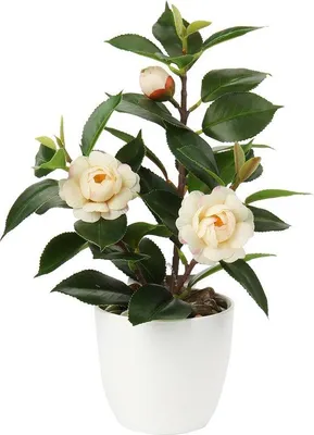 Immagine prodotto di Vaso di plastica con fiori di camelia artificiali per decorazione