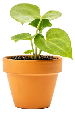 Obrázek produktu pro Gardners Anthurium clarinervium, průměr 6 cm