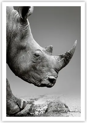 Produktbild von Poster - Poster ohne Rahmen - Nashorn Monochrom Tier - 70x100 cm - Wand Bild - Wanddeko - Wandbilder - Kunstposter - Wandposter - Bilder - Kunstdruck - Wanddekoration - Wandbild - P2XPA70x100-4954