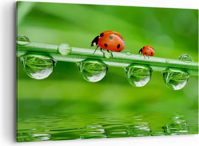 Produktbild von Bild auf Leinwand - Leinwandbild - Marienkäfer Wasser Grün Umwelt - 100x70cm - Wand Bild - Wanddeko - Leinwanddruck - Bilder - Kunstdruck - Wanddekoration - Leinwand bilder - Wandkunst - AA100x70-2661