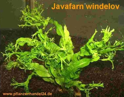 Produktbild von 3 Töpfe Microsorum pteropus Windelov, Javafarn