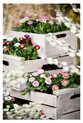 Produktbild von Tausendschön, Maßliebchen, Bellis perennis, ca. 200 Samen