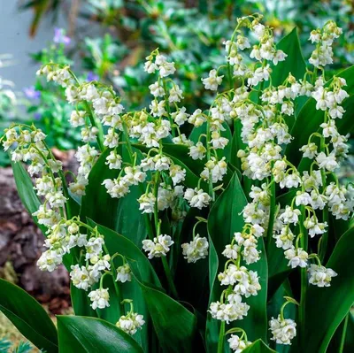 Produktbild von Maiglöckchen Zwiebeln - Weiße Convallaria Majalis - 10 Wurzeln - Stauden Winterhart Mehrjährig - Echte Pflanzen aus Holland für Garten (kein Samen, zwiebeln und nicht künstlich)