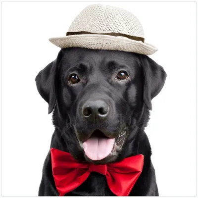 Produktbild von Wallario Sticker / Aufkleber für Kühlschrank / Geschirrspüler / Küchenschränke, selbstklebende Folie - 60 x 60 cm, Motiv: Schwarzer Labrador Retriever mit roter Fliege und Mütze