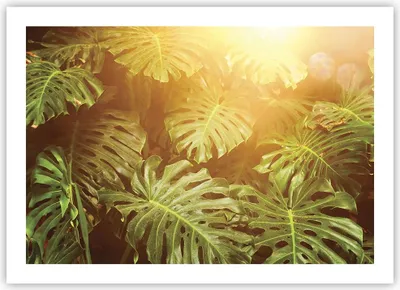 Produktbild von Poster - Poster ohne Rahmen - Blätter Monstera Licht - 70x50 cm - Wand Bild - Wanddeko - Wandbilder - Kunstposter - Wandposter - Bilder - Kunstdruck - Wanddekoration - Wandbild - P2XAA70x50-4540