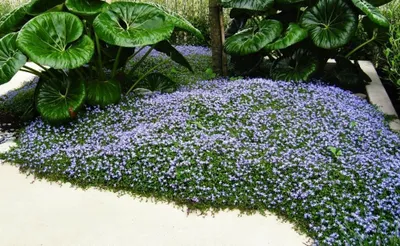 A groundcover plant with small purple flowers is shown growing in a garden setting, with large green leaves of another plant behind it.