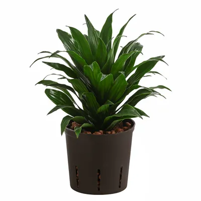 Produktbild von Dehner Drachenbaum, Dracaena compatca, in Hydrokultur, inkl. Wasserstandsanzeiger, 30 cm inkl. Pflanztopf, Ø Topf 13 cm, Zimmerpflanze