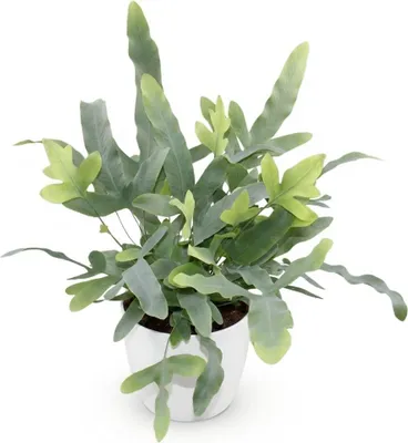 Produktbild von Phlebodium aureum Blue Star Zimmerpflanze Mit Weißem Topf Ø12cm Höhe 25cm Blauer