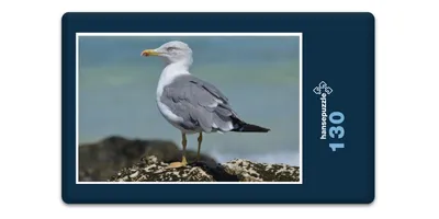 Produktbild von hansepuzzle 17129 - Möwe Puzzle, 130 Teile, Tierwelt, 28,7 x 20,0cm mit hochwertiger Aufbewahrung, Kartonbox und wiederverschließbarem Beutel