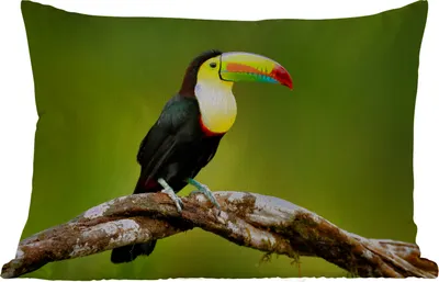Produktbild von MuchoWow® Outdoor Kissen - Vogel - Tukan - Regenbogen - Grün - Zweig - 60x40 cm - Wetterfest - Lounge Kissen - Zierkissen - Kissen für Innenräume