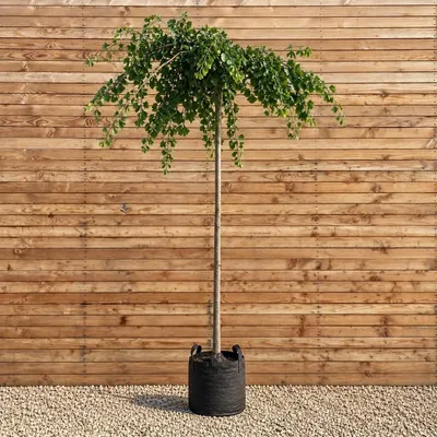 Produktbild von Hänge-Ginkgo Pendula, Stammhöhe 225 cm, Stammumfang 12-14 cm - Ginkgo biloba Hängeform