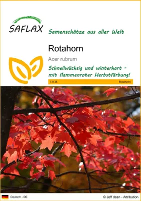 Produktbild von SAFLAX - Rotahorn - Acer rubrum - 20 Samen