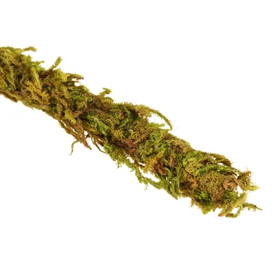 Zdjęcie produktu dla Repti-Zoo Liana z naturalnym mchem 1,5cm x 2m Repti-Zoo