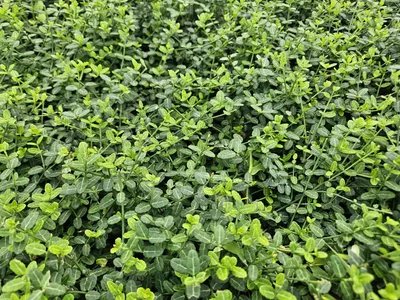 Obrázek produktu pro Euonymus fortunei 'Minimus' - Půdopokryvná rostlina - 48 rostlin - Ø9cm - ↕10-25cm - Stálezelený a mrazuvzdorný - Do stínu a polostínu