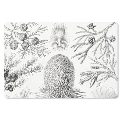 Produktbild von MuchoWow® Mauspad Mousepad Koniferen - Ernst Haeckel - Kunst - Retro - Illustration - Natur 27x18 cm - Mousepads - Maus Mat - Pad - Mausunterlage - Büroartikel - Desk Matten