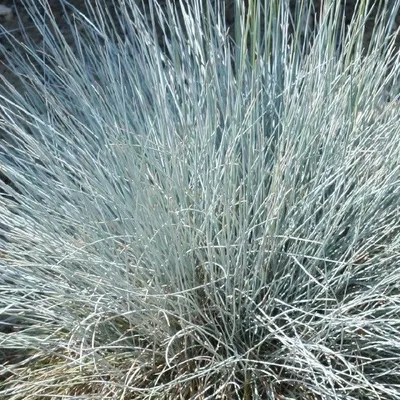 Image de 6 x fétuque bleue  - Festuca glauca « Uchte »  | Pot 9 cm x 9 cm