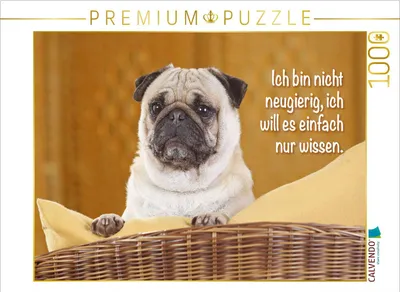 Produktbild von CALVENDO Puzzle Mops schaut aufmerksam | 1000 Teile Lege-Größe 64x48cm Foto-Puzzle für glückliche Stunden